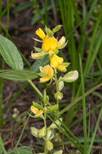 Rhynchosia latifolia #26